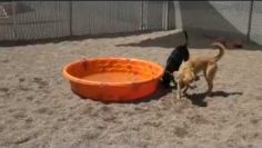 Freedom Service Dogs Playing; Brianne Corbett talks about how Dogs are trained and more.