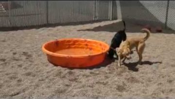 Freedom Service Dogs Playing; Brianne Corbett talks about how Dogs are trained and more.