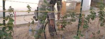 Major Wes Massaro Shows His Garden in Afghanistan w/SSGT Greg Zuercher Kansas National Guard