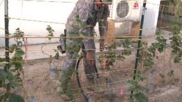 Major Wes Massaro Shows His Garden in Afghanistan w/SSGT Greg Zuercher Kansas National Guard