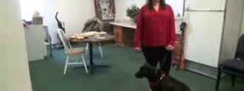Watch Brianne Corbett and Halo in Freedom Service Dog Training Apartment