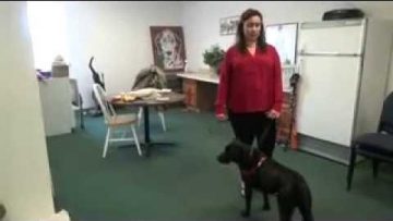 Watch Brianne Corbett and Halo in Freedom Service Dog Training Apartment