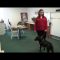 Watch Brianne Corbett and Halo in Freedom Service Dog Training Apartment