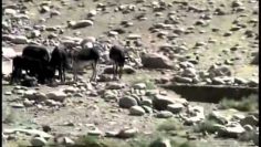 With Kentucky National Guard Panjshir,Afghanistan Agricultural Business Development Team