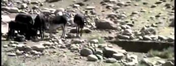 With Kentucky National Guard Panjshir,Afghanistan Agricultural Business Development Team