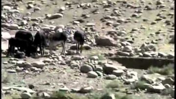 With Kentucky National Guard Panjshir,Afghanistan Agricultural Business Development Team